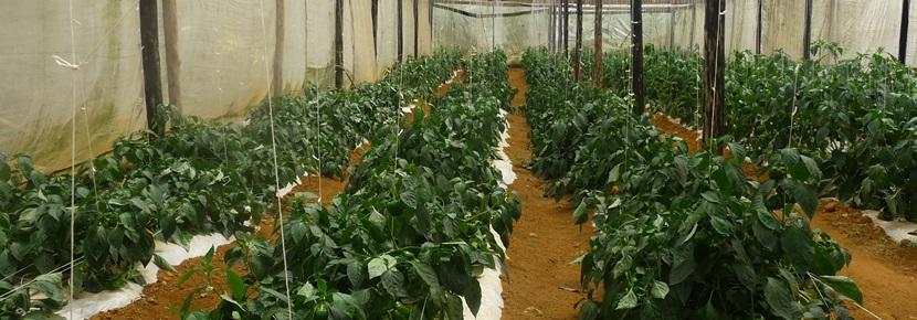 Community Organic Farm by Projects Abroad Volunteers Volunteer community farm created on the Farming project with Projects Abroad