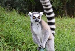 Volunteer Madagaskar Volunteer Madagaskar